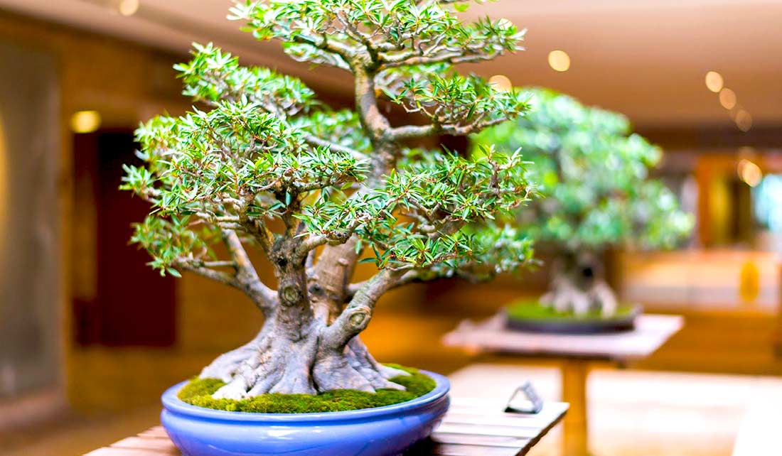 Десятка самых сумасшедших и необычных деревьев бонсай - Империя Бонсай