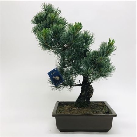 https://bonsaimarket.ru/wp-content/uploads/2020/11/B405108_0002079587_H_1.jpg